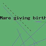 mare giving birth
