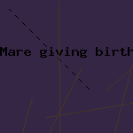 mare giving birth